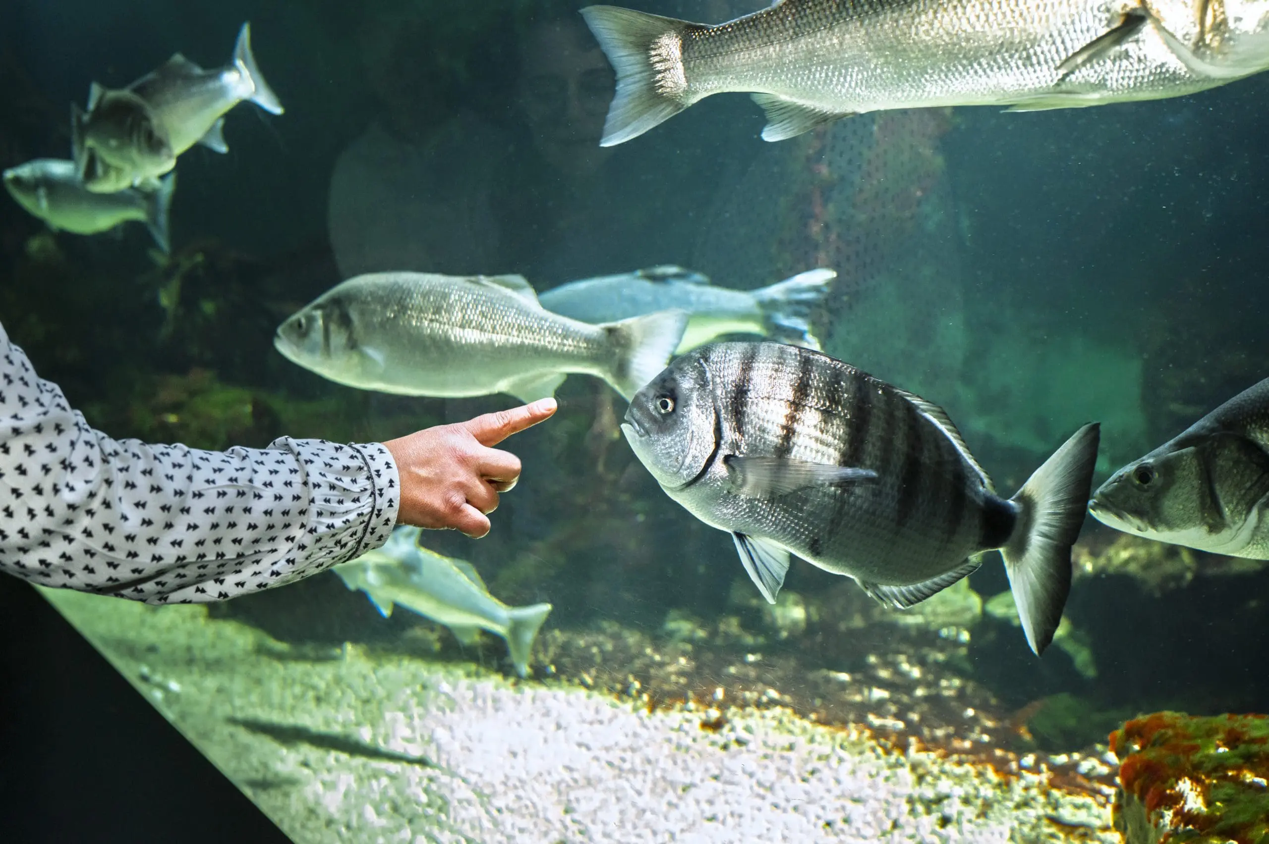 aquarium-de-vendee-talmont-saint-hilaire