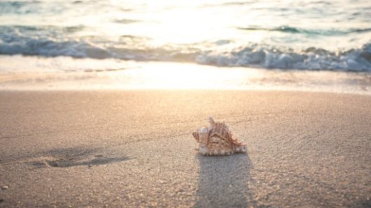 Animations février 2025 en Destination Vendée Grand Littoral